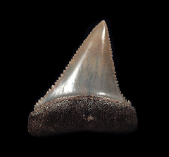 High Quality Peruvian Great White tooth for sale | Buried Treasure Fossils