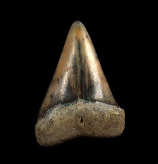 Brown juvenile Peruvian Great White tooth for sale | Buried Treasure Fossils
