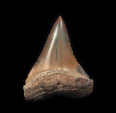 Peruvian Carcharodon carcharias shark tooth for sale | Buried Treasure Fossils