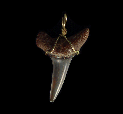 Real Great White tooth necklaces | Buried Treasure Fossils