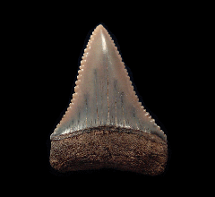 Peruvian Carcharodon carcharias shark tooth for sale | Buried Treasure Fossils