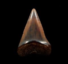 Peruvian Carcharodon carcharias shark tooth for sale | Buried Treasure Fossils