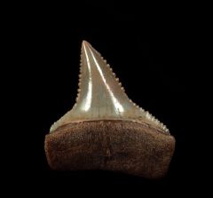Blue Peruvian Great White shark tooth for sale | Buried Treasure Fossils
