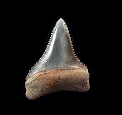 Peruvian Carcharodon carcharias tooth for sale | Buried Treasure Fossils