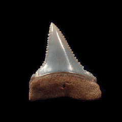 Peruvian Carcharodon carcharias shark tooth for sale | Buried Treasure Fossils