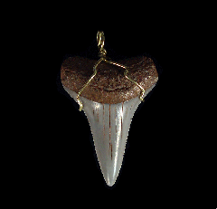 I want a Great White Shark tooth necklace | Buried Treasure Fossils