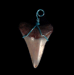 Rare Shark Teeth necklaces from Peru | Buried Treasure Fossils