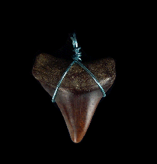 Real pink Great White shark teeth necklaces from Peru | Buried Treasure Fossils