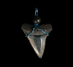 White shark tooth for sale - necklace from Peru  |  Buried Treasure Fossils