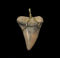 shark teeth necklaces for sale