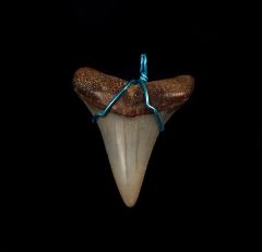 Gold & gray shark tooth necklace for sale