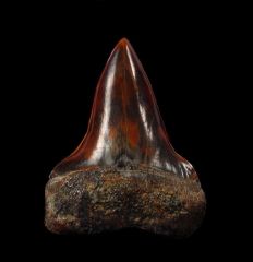 Top Quality, Extra Large Peruvian Mako tooth for sale.