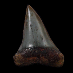Perfect Peruvian Carcharodon hastalis shark tooth for sale | Buried Treasure Fossils