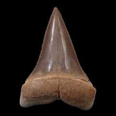 Peruvian Carcharodon hastalis tooth for sale | Buried Treasure Fossils