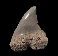 Peruvian Carcharodon hastalis shark tooth for sale | Buried Treasure Fossils