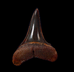 Cheap Peruvian Mako tooth for sale | Buried Treasure Fossils