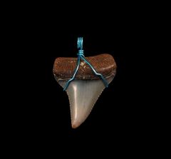 shark tooth necklaces for sale