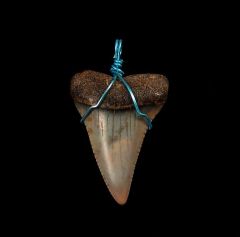 buy shark tooth necklace