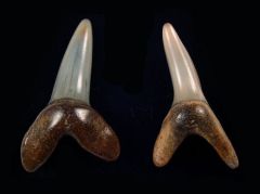 Isurus oxyrinchus                                              