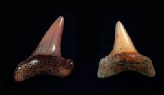 Isurus oxyrinchus                                              