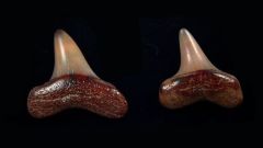 Isurus oxyrinchus                                              