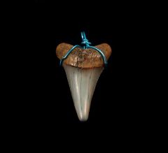buy a great white shark necklace