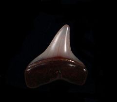 Isurus oxyrinchus                                              