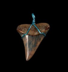 High quality authentic shark tooth necklace