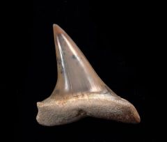 Isurus desori         