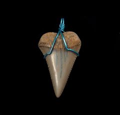 Colorful authentic shark tooth necklace