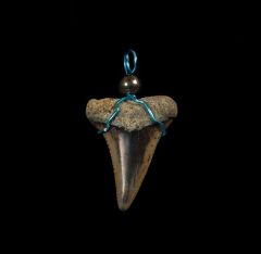 Quality real great white shark tooth necklace