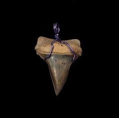 great white tooth necklace