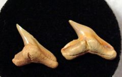Galeocerdo contortus