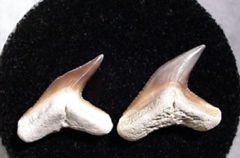 Galeocerdo contortus