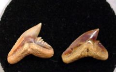 Galeocerdo aduncus