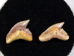 Galeocerdo aduncus