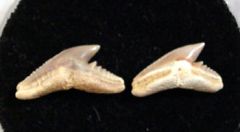 Galeocerdo aduncus
