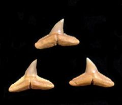 Carcharhinus brachyurus