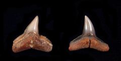 Carcharhinus brachyurus