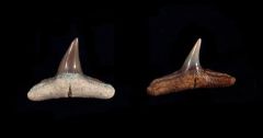 Carcharhinus brachyurus