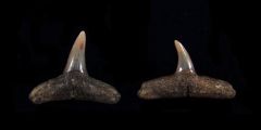Carcharhinus brachyurus