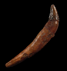 Scaldicetus whale tooth from Peru | Buried Treasure Fossils