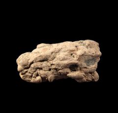 Coprolite - Fossil Shark Dung | Buried Treasure Fossils