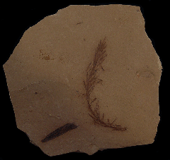 Oligocene Metasequoia branch | Buried Treasure Fossils