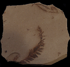 Oligocene Metasequoia branch for sale | Buried Treasure Fossils