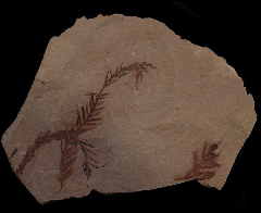 Montana Metasequoia occidentalis branch | Buried Treasure Fossils