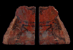 Petrified Wood section - Carya Wood | Buried Treasure Fossils
