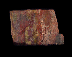 Petrified Wood section - Carya Wood | Buried Treasure Fossils