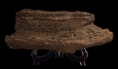 Petrified Wood - Texas | Buried Treasure Fossils