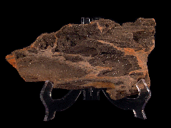 Petrified Wood section - Carya Wood | Buried Treasure Fossils